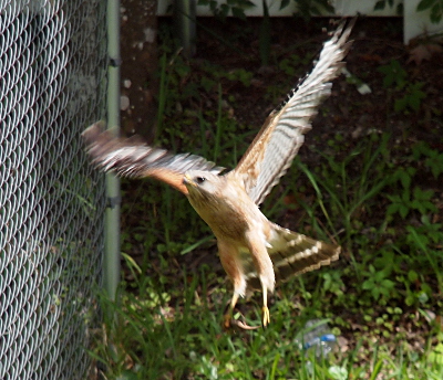 [Hawk with wings outstretched overhead and facing the camera is about 18 inches above the ground and has a mouse in its right talons. It is flying toward the top of a fence on the left of the photo.]